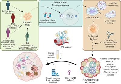 Modeling Alzheimer’s disease using human cell derived brain organoids and 3D models